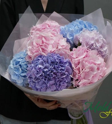 Bouquet of 7 colorful hydrangeas photo 394x433